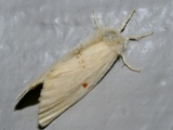 Euproctis bicolor